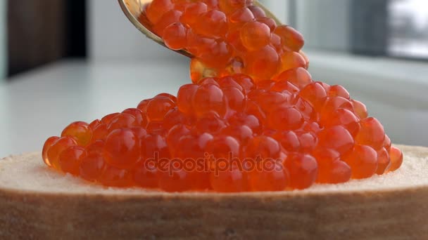 Caviar vermelho gotejamento de uma colher e ferro repousa sobre um sanduíche — Vídeo de Stock