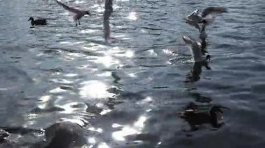 Güneş ışınları altında ördekler ile bir havuzda yüzme martı