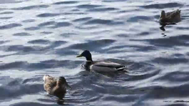 Les canards profitent d'une baignade dans l'eau chaude de l'étang 