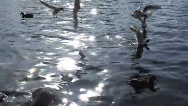 Möwen schwimmen in einem Teich mit Enten unter den Sonnenstrahlen — Stockvideo