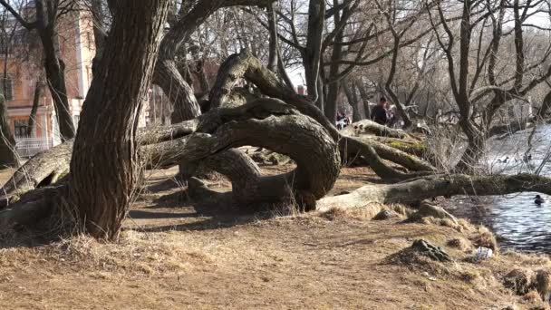 RUSIA, San Petersburgo, 10 de abril de 2016, Personas que se relajan en la zona del parque cerca del estanque y árboles inclinados — Vídeos de Stock