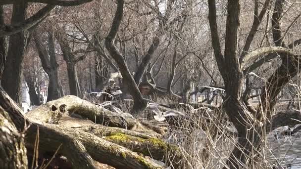Racky letící nad větví padlé stromy v zalesněné oblasti — Stock video