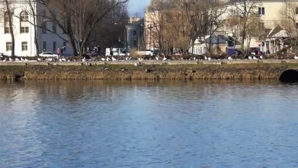 Hus människor mås kala träden och växterna en liten landsortsstad — Stockvideo