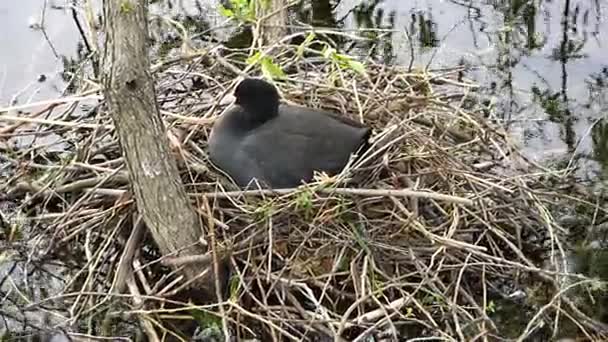 Ente brütet Eier sorgfältig aus, um ein Nest auf dem Wasser zu bauen — Stockvideo