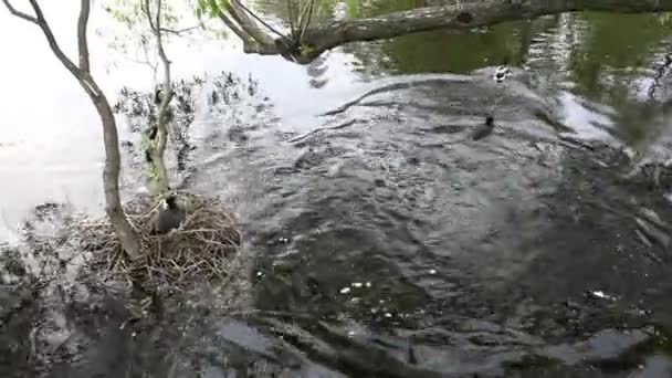 Canards nagent autour du nid à partir de brindilles suite — Video