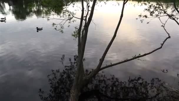Дикие утки купаются в пруду под лучами заходящих солнц на закате — стоковое видео