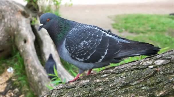 Pigeon standing on a tree branch looking out for food and top on the green grass — Stock Video