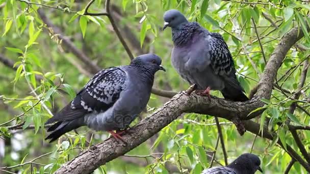 Dos palomas en una rama de árbol bajo el follaje verde lavan y limpian sus plumas — Vídeos de Stock