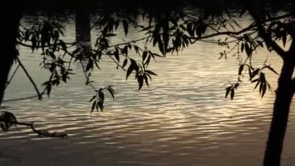 A reflection of the rays of the sun on the water at sunset under the foliage of trees — Stock Video