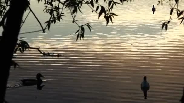 Wildente und Möwe schwimmen im Teich in der Sonne bei Sonnenuntergang — Stockvideo