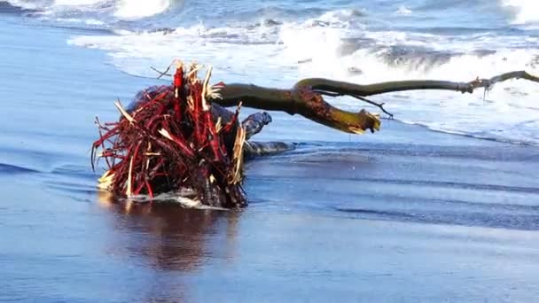 Дерево з червоним корінням миє океанську воду на березі чорного піску — стокове відео