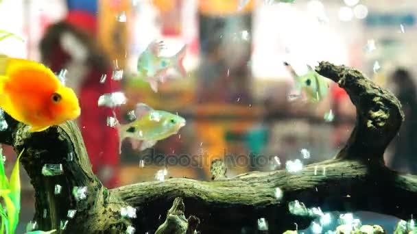 Los peces dorados nadan en un acuario con algas y burbujas — Vídeo de stock