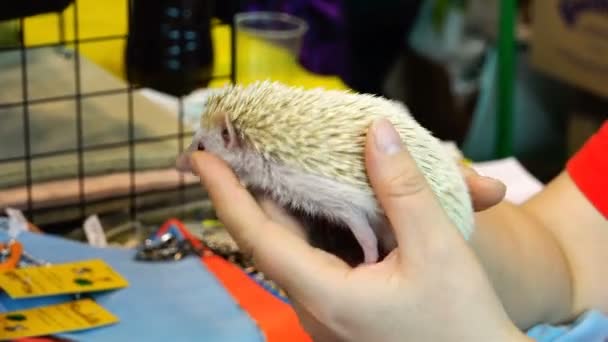 Female hands holding a small white hedgehog with light needles in the back — Stock Video