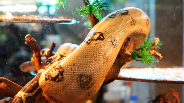 A white snake with black spots on the scales creeps along a tree branch — Stock Video