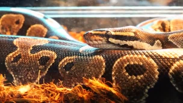 Ένα δηλητηριώδες φίδι γκρι λυγίζει το σώμα και κινείται προς τα εμπρός — Αρχείο Βίντεο