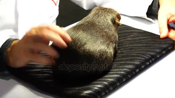 Especialista en animales evalúa el estado de la lana en un roedor — Vídeos de Stock
