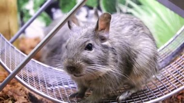bir hamster dikkatli bir demir tekerlek üzerinde oturan gibi kemirgen arıyorsunuz