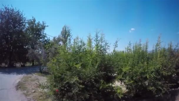 合格車両の窓からリンゴの果樹園を撃つ — ストック動画