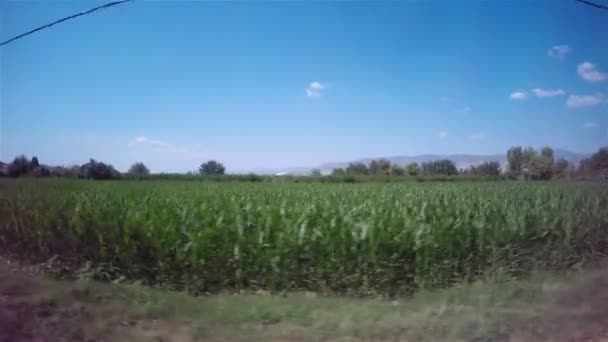 Tirer sur un champ de maïs par la fenêtre d'un véhicule qui passe — Video