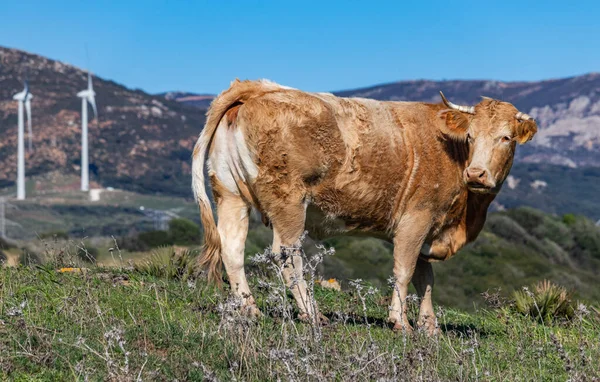 Vaca Pastando Colinas Cercadas Por Moinhos Vento Andaluzia Sul Espanha — Fotografia de Stock