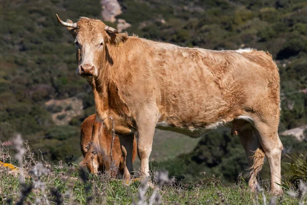 Vaca Rodeada Salvajes Colinas Andaluzas —  Fotos de Stock