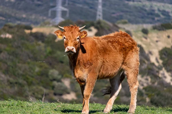 Vaca Cercada Por Colinas Andaluzas Selvagens — Fotografia de Stock