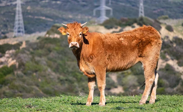 Vaca Cercada Por Colinas Andaluzas Selvagens — Fotografia de Stock