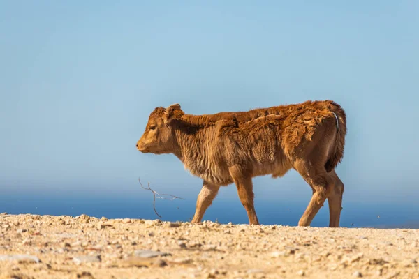 Pecuária Caminhando Uma Zona Selvagem Andaluzia Com Oceano Atlântico Fundo — Fotografia de Stock