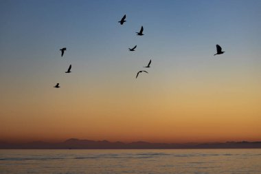Günbatımında İspanya 'da Alcaidesa sahilinden kuşlar Cebelitarık yakınlarında uçuyor.