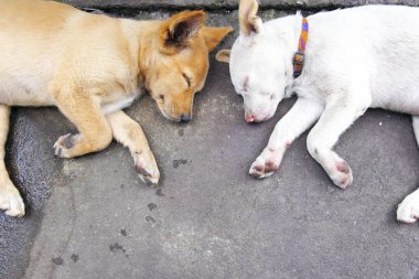 Sokakta yatan kahverengi ve beyaz köpek yavrusu