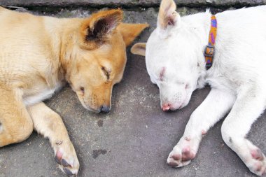 Sokakta yatan kahverengi ve beyaz köpek yavrusu