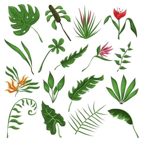 Blätter und Blüten des Dschungels — Stockvektor