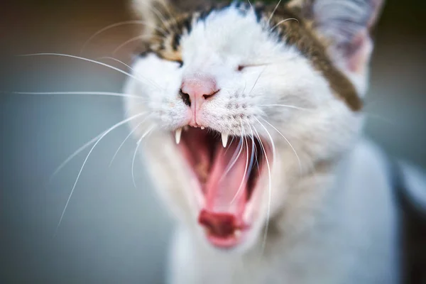 cat with wide open mouth