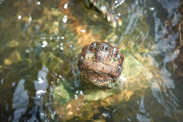 Turtle head above the water