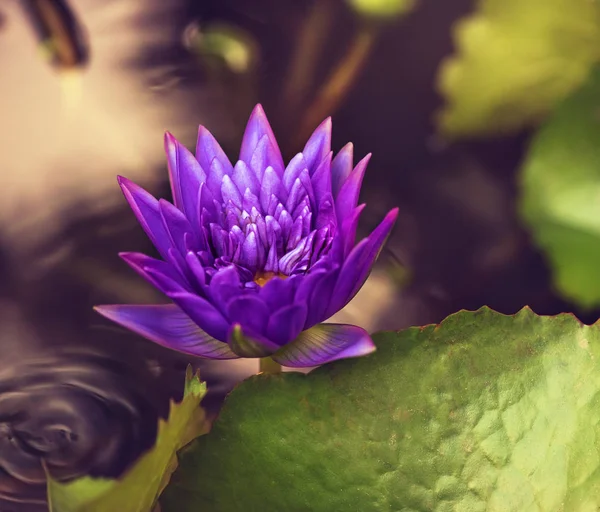 Güzel mor lotos — Stok fotoğraf