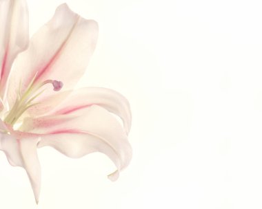 pembe lily izole 