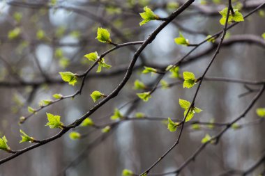 ilk huş ağacı yaprakları