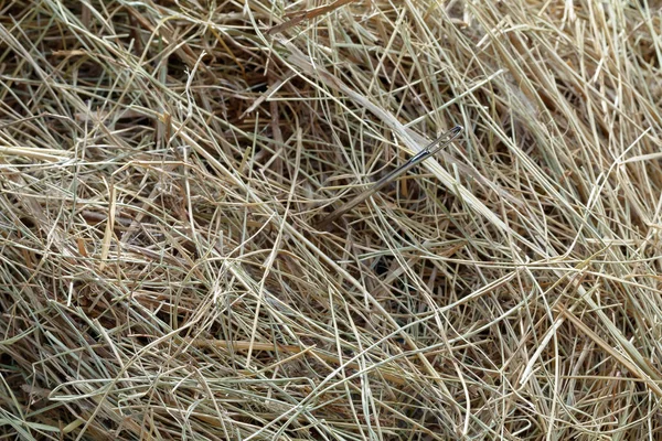 needle in a haystack