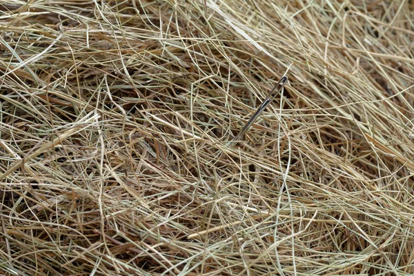 Naald Een Hooiberg Naald Een Hooiberg — Stockfoto