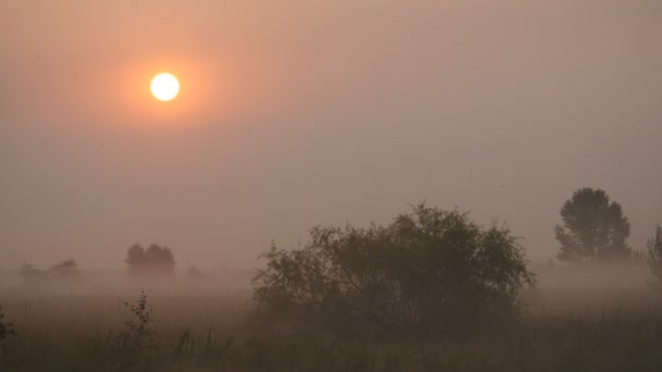 Der Morgenrauch bei schönem Sonnenaufgang — Stockvideo