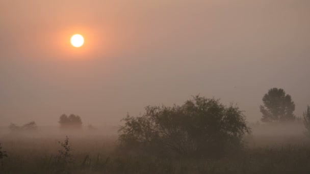 El humo de la mañana al amanecer hermoso — Vídeos de Stock