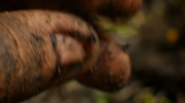 Bitki toprak çiftçiler elleriyle