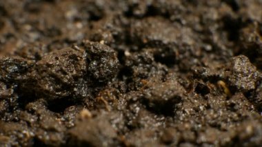 Toprak altında yeşil bitki yetiştirme