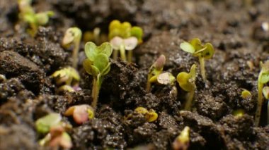Büyüyen yeşil bitkiler tarım Timelapse