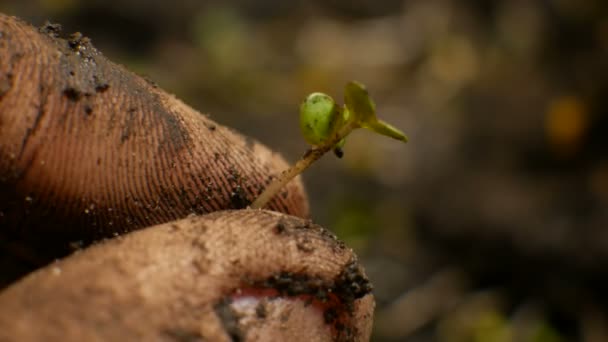 Las manos de los agricultores con la planta en la tierra — Vídeos de Stock