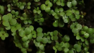 Büyüyen yeşil bitkiler tarım Timelapse