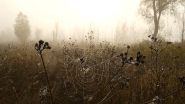 Güzel gündoğumu sabah dumana