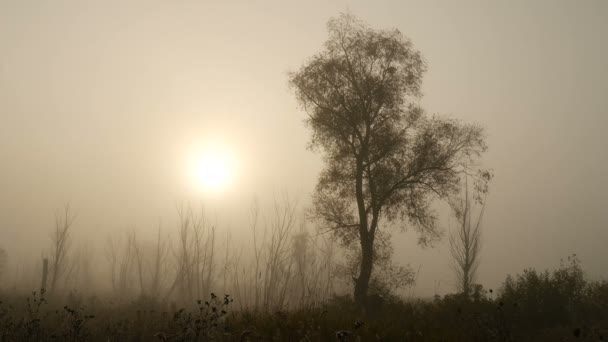 La fumée du matin au beau lever du soleil — Video