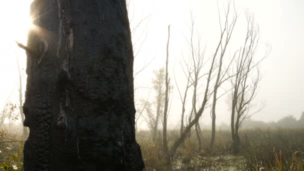 El humo de la mañana al amanecer hermoso — Vídeos de Stock