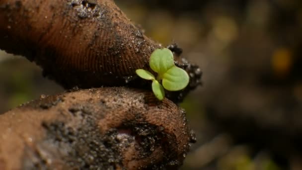 Las manos de los agricultores con la planta en la tierra — Vídeo de stock